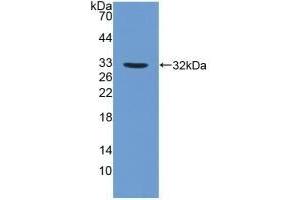 Detection of Recombinant FUCa1, Human using Polyclonal Antibody to Fucosidase Alpha L1, Tissue (FUCa1) (FUCA1 anticorps  (AA 53-289))