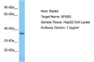 Host: Rabbit Target Name: SPSB3 Sample Type: HepG2 Whole Cell lysates Antibody Dilution: 1. (SPSB3 anticorps  (C-Term))