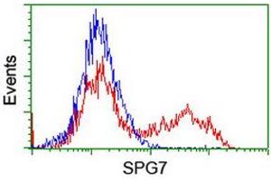 Image no. 2 for anti-Spastic Paraplegia 7 (SPG7) (AA 300-573) antibody (ABIN1491371) (SPG7 anticorps  (AA 300-573))