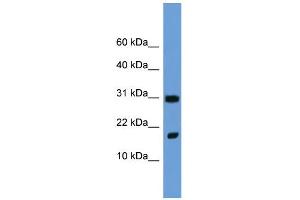 WB Suggested Anti-Fgf1 Antibody Titration:  0. (FGF1 anticorps  (N-Term))