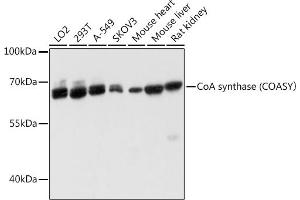 Western blot analysis of extracts of various cell lines, using CoA synthase (COASY) antibody (ABIN6130194, ABIN6138817, ABIN6138818 and ABIN6215774) at 1:3000 dilution. (COASY anticorps  (AA 345-564))