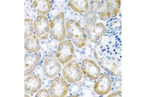 Immunohistochemistry of paraffin-embedded mouse kidney using GNRH2 antibody.