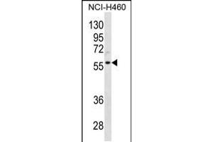 Western blot analysis in NCI-H460 cell line lysates (35ug/lane). (Cyclin L2 anticorps  (AA 338-366))
