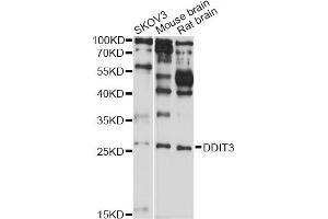 Western blot analysis of extracts of various cell lines, using DDIT3 antibody (ABIN5970052) at 1/1000 dilution. (DDIT3 anticorps)