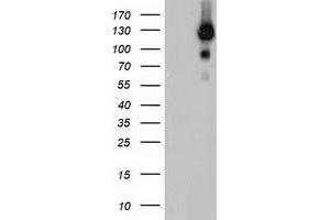 Image no. 8 for anti-Ubiquitin Specific Peptidase 10 (USP10) antibody (ABIN1501687)