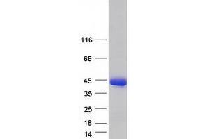 Validation with Western Blot