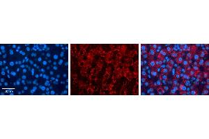 FKBP4 antibody - C-terminal region          Formalin Fixed Paraffin Embedded Tissue:  Human Liver Tissue    Observed Staining:  Cytoplasm in hepatocytes   Primary Antibody Concentration:  1:100    Other Working Concentrations:  1/600    Secondary Antibody:  Donkey anti-Rabbit-Cy3    Secondary Antibody Concentration:  1:200    Magnification:  20X    Exposure Time:  0.