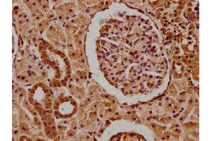 IHC image of ABIN7166480 diluted at 1:100 and staining in paraffin-embedded human kidney tissue performed on a Leica BondTM system. (MCF2 anticorps  (AA 705-925))