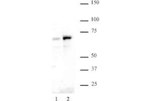 NFκB p65 phospho Ser529 pAb tested by Western blot. (NF-kB p65 anticorps  (pSer529))