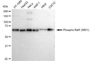 Western blotting analysis using Phospho-Raf1 (S621) antibody (ABIN7800799).