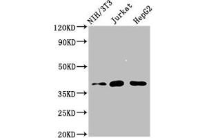 Western Blot Positive WB detected in: NIH/3T3 whole cell lysate, Jurkat whole cell lysate, HepG2 whole cell lysate All lanes: RNF2 antibody at 4 μg/mL Secondary Goat polyclonal to rabbit IgG at 1/50000 dilution Predicted band size: 38, 30 kDa Observed band size: 38 kDa