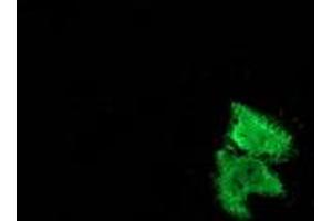 Anti-MSI1 mouse monoclonal antibody (ABIN2454101) immunofluorescent staining of COS7 cells transiently transfected by pCMV6-ENTRY MSI1 (RC215992). (MSI1 anticorps)