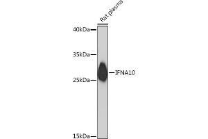 Western blot analysis of extracts of Rat plasma, using IFN Rabbit pAb (ABIN7267964) at 1:1000 dilution.