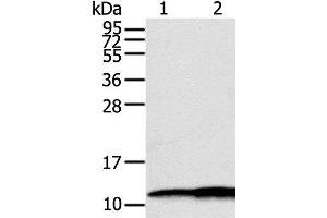 Western Blot analysis of Hepg2 and A549 cell using S100A11 Polyclonal Antibody at dilution of 1:600 (S100A11 anticorps)