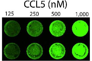 Detection of chemokine GAG binding on the cell surface using increasing amounts of biotinylated CCL5