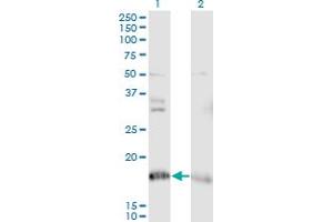 NDUFA8 anticorps  (AA 1-72)