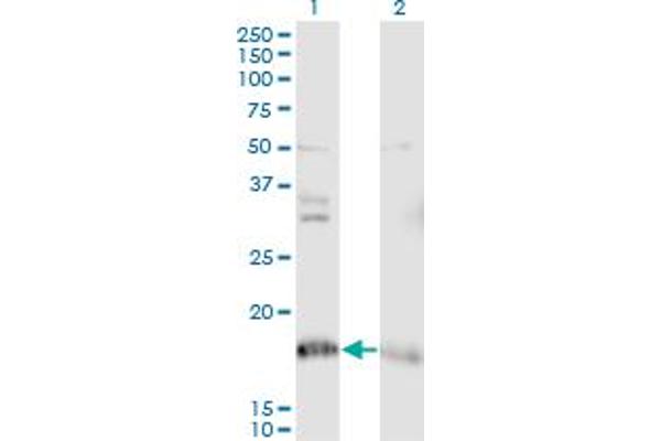 NDUFA8 anticorps  (AA 1-72)