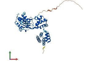AlphaFold protein structure predicition of Mouse Recombinant Rfc2 Protein, UniprotID Q9WUK4