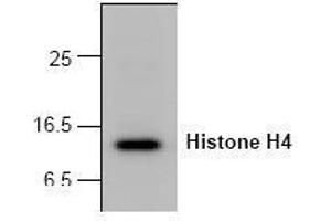 Image no. 1 for anti-Histone H4 (N-Term) antibody (ABIN127256) (Histone H4 anticorps  (N-Term))