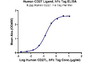 Immobilized Human CD27, His Tag at 2 μg/mL (100 μL/Well).