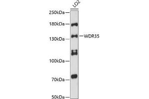 Western blot analysis of extracts of LO2 cells, using WDR35 antibody (ABIN6132986, ABIN6150192, ABIN6150193 and ABIN6216589) at 1:3000 dilution. (WDR35 anticorps  (AA 871-1170))