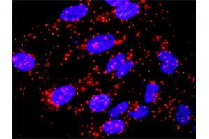 Proximity Ligation Analysis of protein-protein interactions between SKP1 and CACYBP. (SKP1 anticorps  (AA 1-160))
