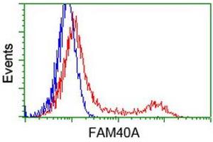 Image no. 5 for anti-Striatin Interacting Protein 1 (STRIP1) antibody (ABIN1498205) (STRIP1 anticorps)