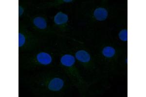 FZD10 Antibody    Sample type:  COS7 cells mock transfected   Primary Ab dilution:  1:333   Secondary Ab:  anti-rabbit-Cy2   Secondary Ab dilution:  1:500   Blue:  DAPI   Green: FZD10   Data submitted by:  Lisa Galli/Laura Burrus  San Francisco State University (FZD10 anticorps)