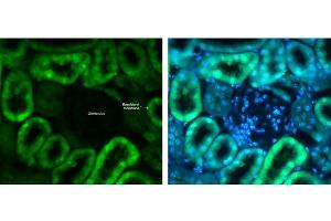 Immunohistochemistry of Anti-Glut2 Antibody.