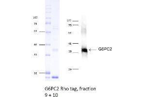 Western Blotting (WB) image for Glucose-6-Phosphatase, Catalytic, 2 (G6PC2) (AA 1-355) protein (Strep Tag) (ABIN3080375) (G6PC2 Protein (AA 1-355) (Strep Tag))