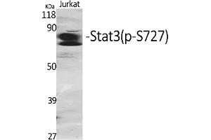 Western Blot analysis of various cells using Phospho-Stat3 (S727) Polyclonal Antibody diluted at 1:2000. (STAT3 anticorps  (pSer727))