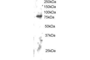 ABIN184684 staining (2µg/ml) of Human Brain lysate (RIPA buffer, 30µg total protein per lane). (ELMO2 anticorps  (C-Term))