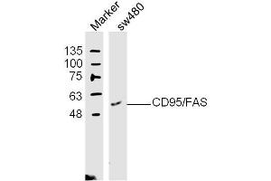 (Human Cell Line) SW480 lysates probed with Apo-1 Polyclonal Antibody, unconjugated  at 1:300 overnight at 4°C followed by a conjugated secondary antibody at 1:10000 for 60 minutes at 37°C. (FAS anticorps  (AA 81-170))