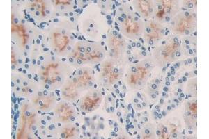 anti-Interleukin 10 (IL10) (AA 19-178) antibody