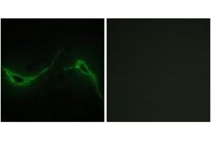 Immunofluorescence analysis of NIH-3T3 cells, using ADCY7 Antibody. (ADCY7 anticorps  (AA 191-240))