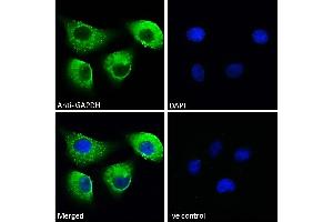 ABIN185240 Immunofluorescence analysis of paraformaldehyde fixed A549 cells, permeabilized with 0. (GAPDH anticorps  (C-Term))