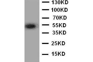 Anti-ANGPTL3 antibody, Western blotting WB: A549 Cell Lysate