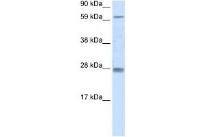 RHOX11 antibody used at 0. (RHOX11 anticorps  (N-Term))