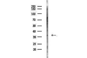 anti-Ephrin B2 (EFNB2) (C-Term) antibody