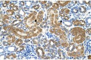Immunohistochemical staining (Formalin-fixed paraffin-embedded sections) of human kidney with ATIC polyclonal antibody  at 4-8 ug/mL working concentration. (ATIC anticorps  (Internal Region))