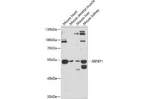Western blot analysis of extracts of various cell lines, using SRFBP1 antibody (ABIN6132694, ABIN6148436, ABIN6148437 and ABIN6224815) at 1:3000 dilution. (SRFBP1 anticorps  (AA 1-300))