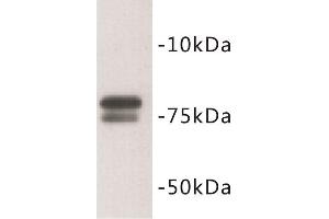 Western Blotting (WB) image for anti-Golgin A5 (GOLGA5) antibody (ABIN1854908) (GOLGA5 anticorps)