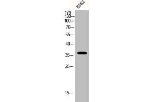 Western Blot analysis of K562 cells using BNIP-2 Polyclonal Antibody (BNIP2 anticorps  (Internal Region))