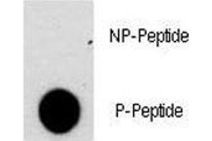 Dot blot analysis of phospho-NFATC2 antibody.