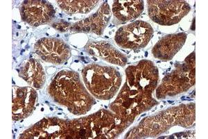 Image no. 2 for anti-NADH Dehydrogenase (Ubiquinone) Complex I, Assembly Factor 7 (NDUFAF7) antibody (ABIN1499667) (NDUFAF7 anticorps)