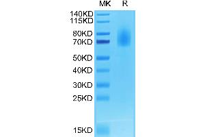 Biotinylated CD30 on Tris-Bis PAGE under reduced condition.