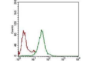 Flow cytometric analysis of Hela cells using NBN mouse mAb (green) and negative control (red).