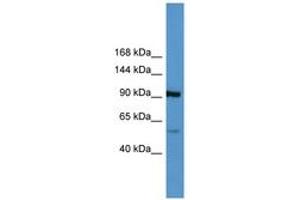 Image no. 1 for anti-Apolipoprotein A (APOA) (AA 3962-4011) antibody (ABIN6746793) (LPA anticorps  (AA 3962-4011))