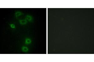 Peptide - +Immunofluorescence analysis of A549 cells, using BMX antibody. (BMX anticorps  (N-Term))