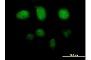 Immunofluorescence of purified MaxPab antibody to TAF7 on HeLa cell. (TAF7 anticorps  (AA 1-349))